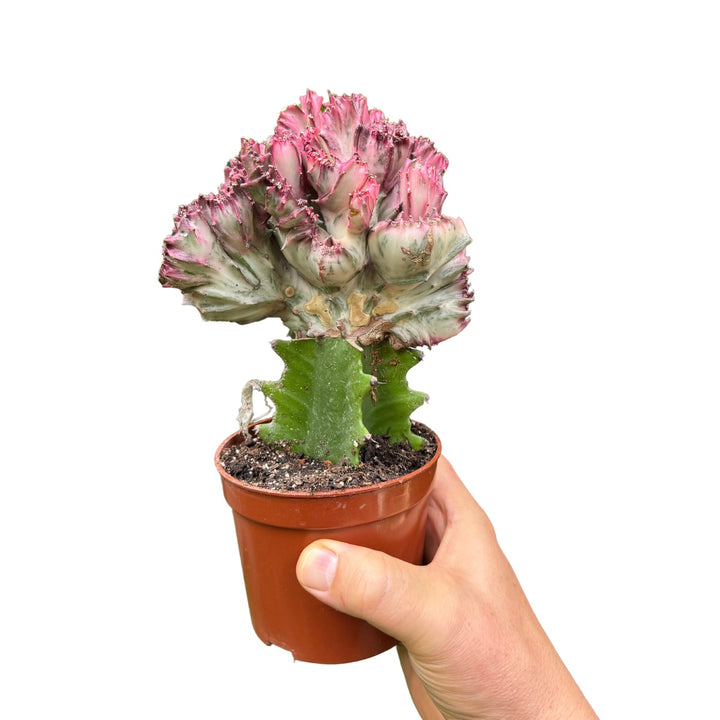 Mottled Spurge Euphorbia Lactea Pink