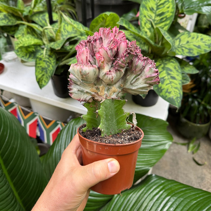 Mottled Spurge Euphorbia Lactea Pink