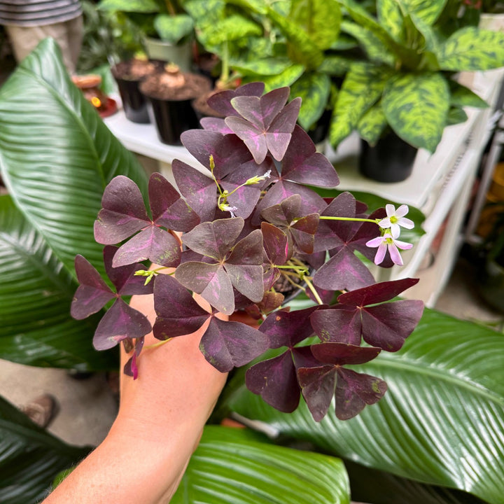 Oxalis Triangularis Purple Shamrock