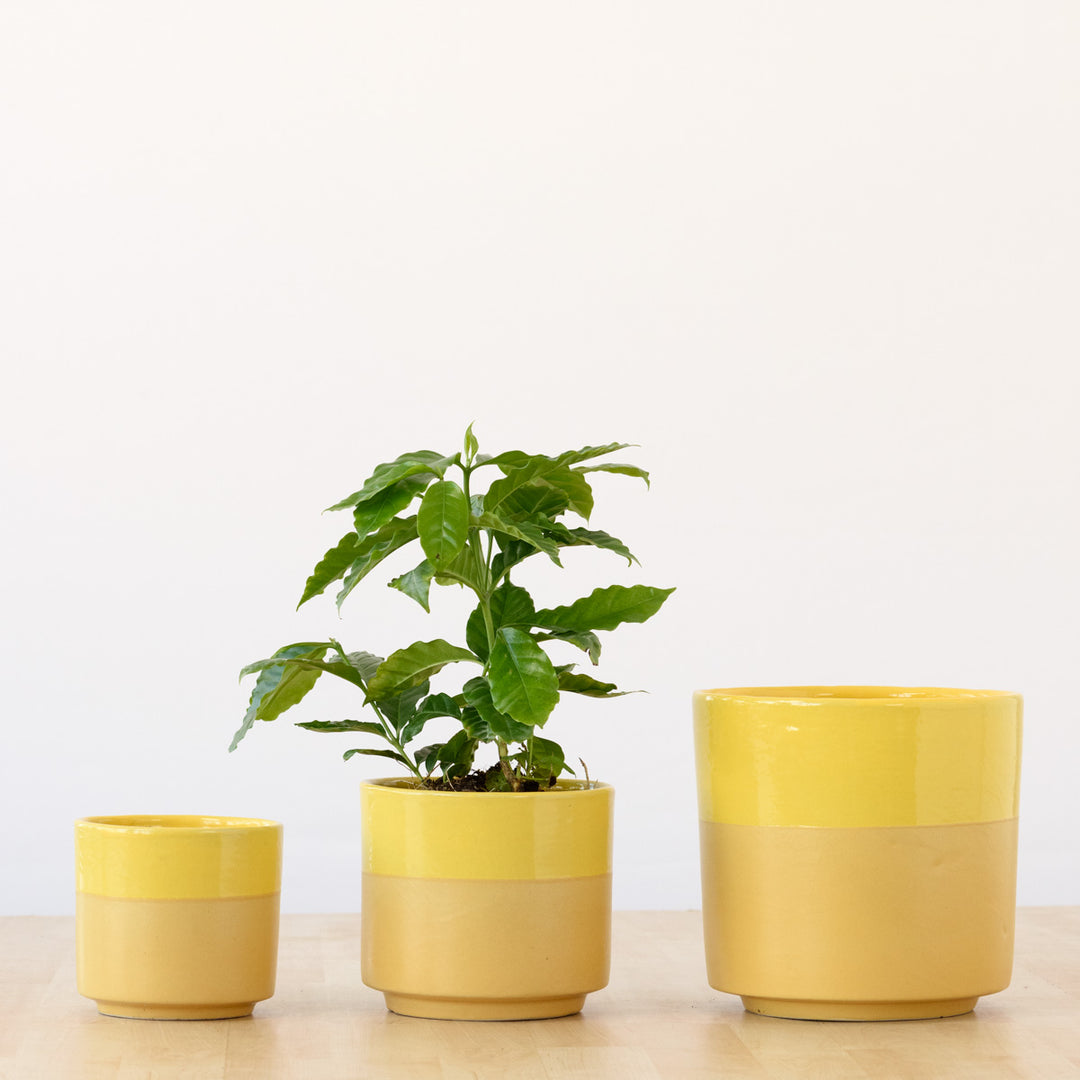 Pastille Planter - Lemon - Shop Online!