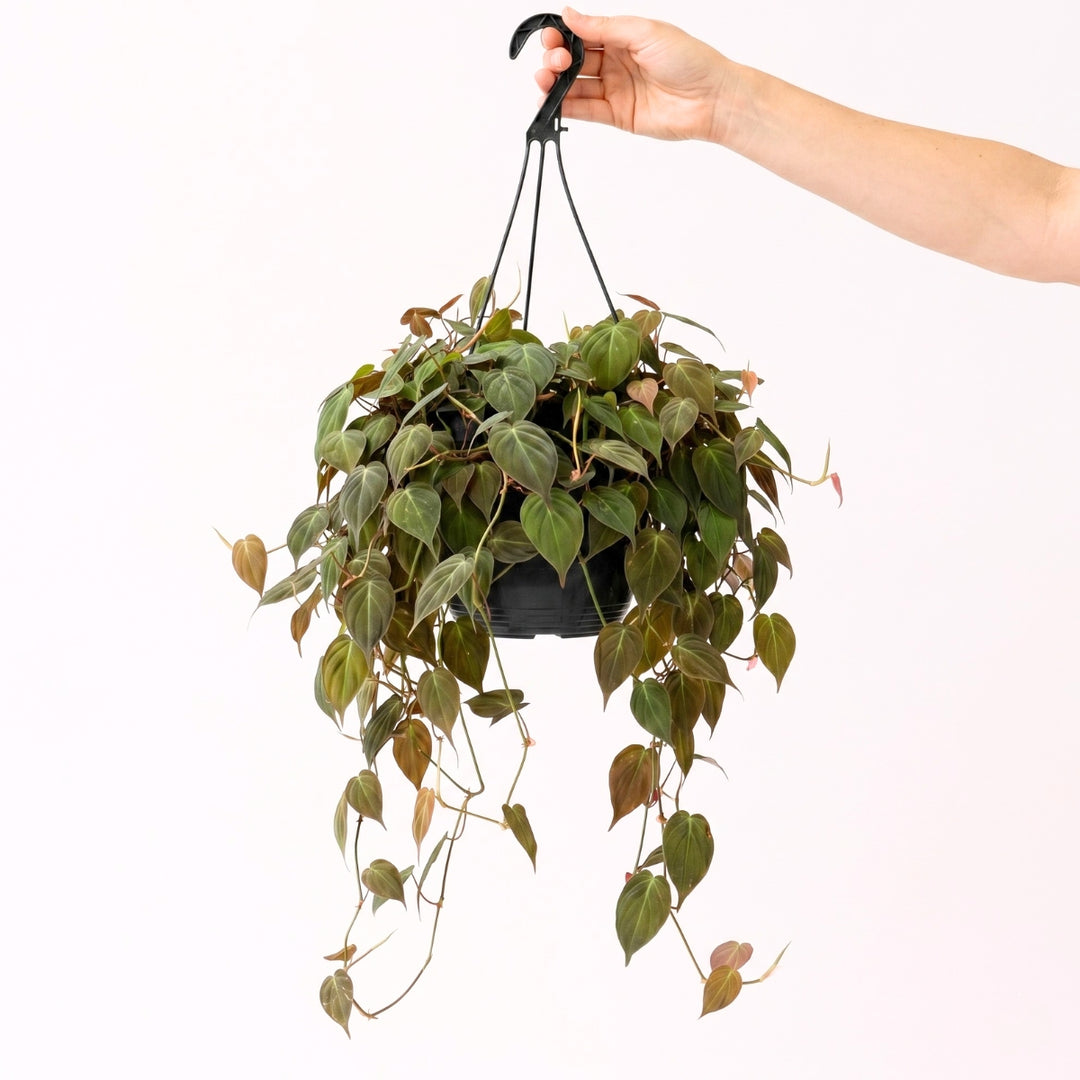 Hanging potted plant with a hand holding the hook against a white background Philodendron Micans