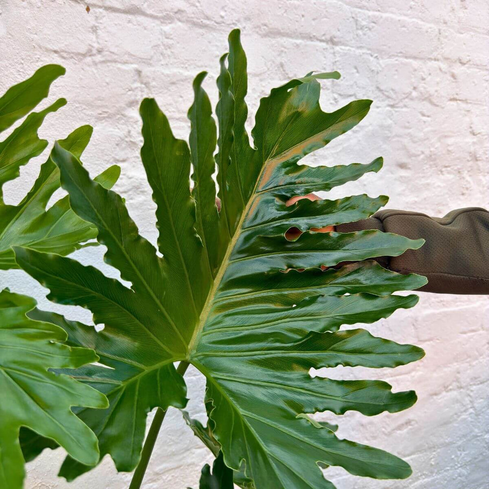 Philodendron Shangri La foliage