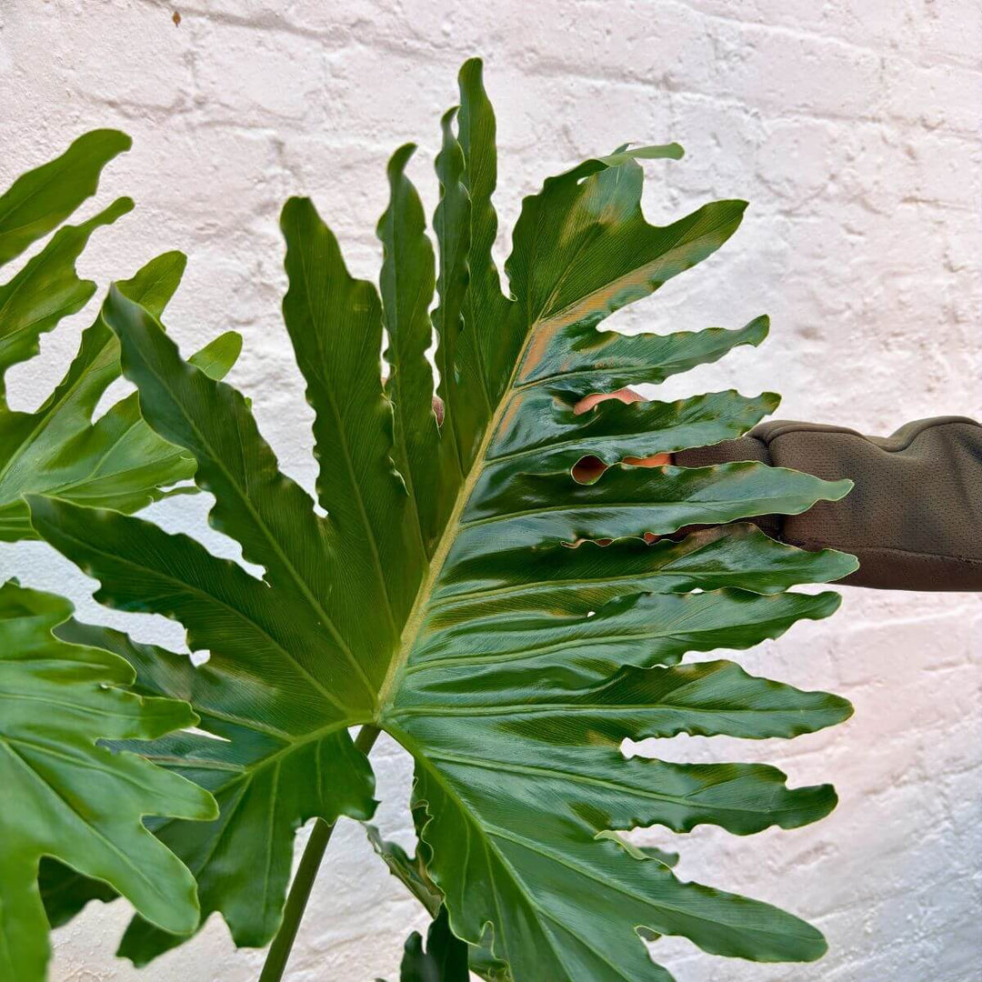 Philodendron Shangri La foliage