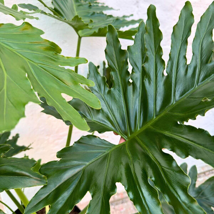 Philodendron Shangri La foliage 2