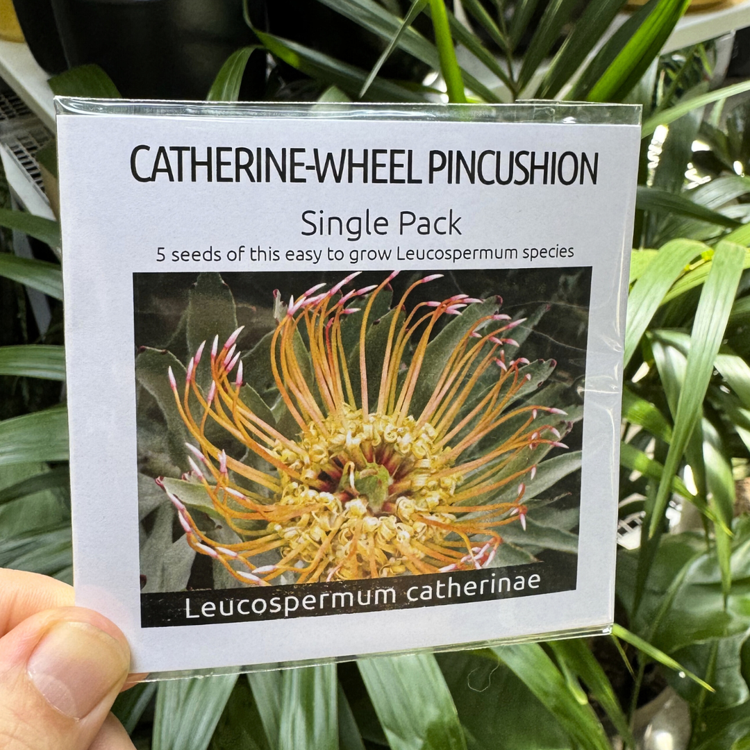 Seed packet for Catherine Wheel Pincushion plant held in front of green foliage