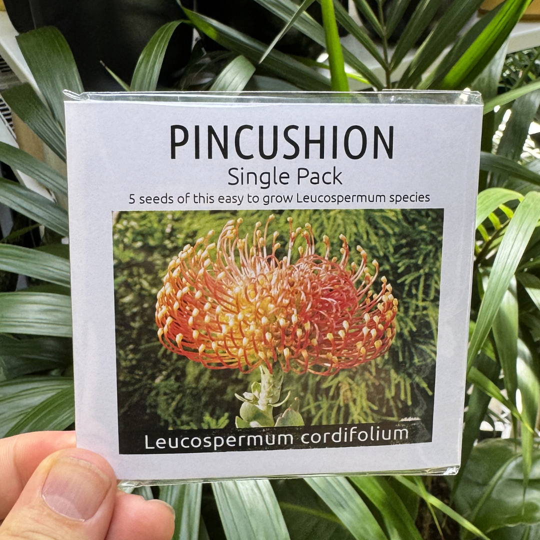 Pincushion Leucospermum seed packet held in front of green plants