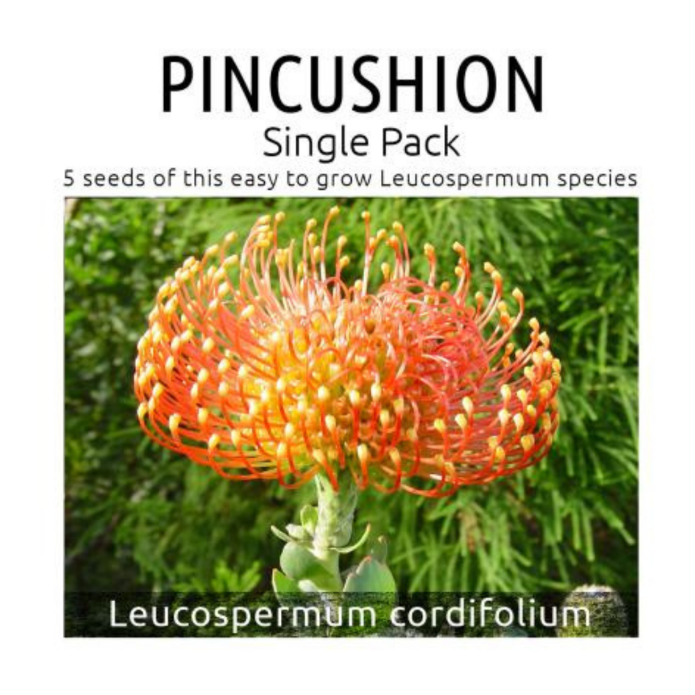 Pincushion Leucospermum seed packet with a close-up of the flower on a white background