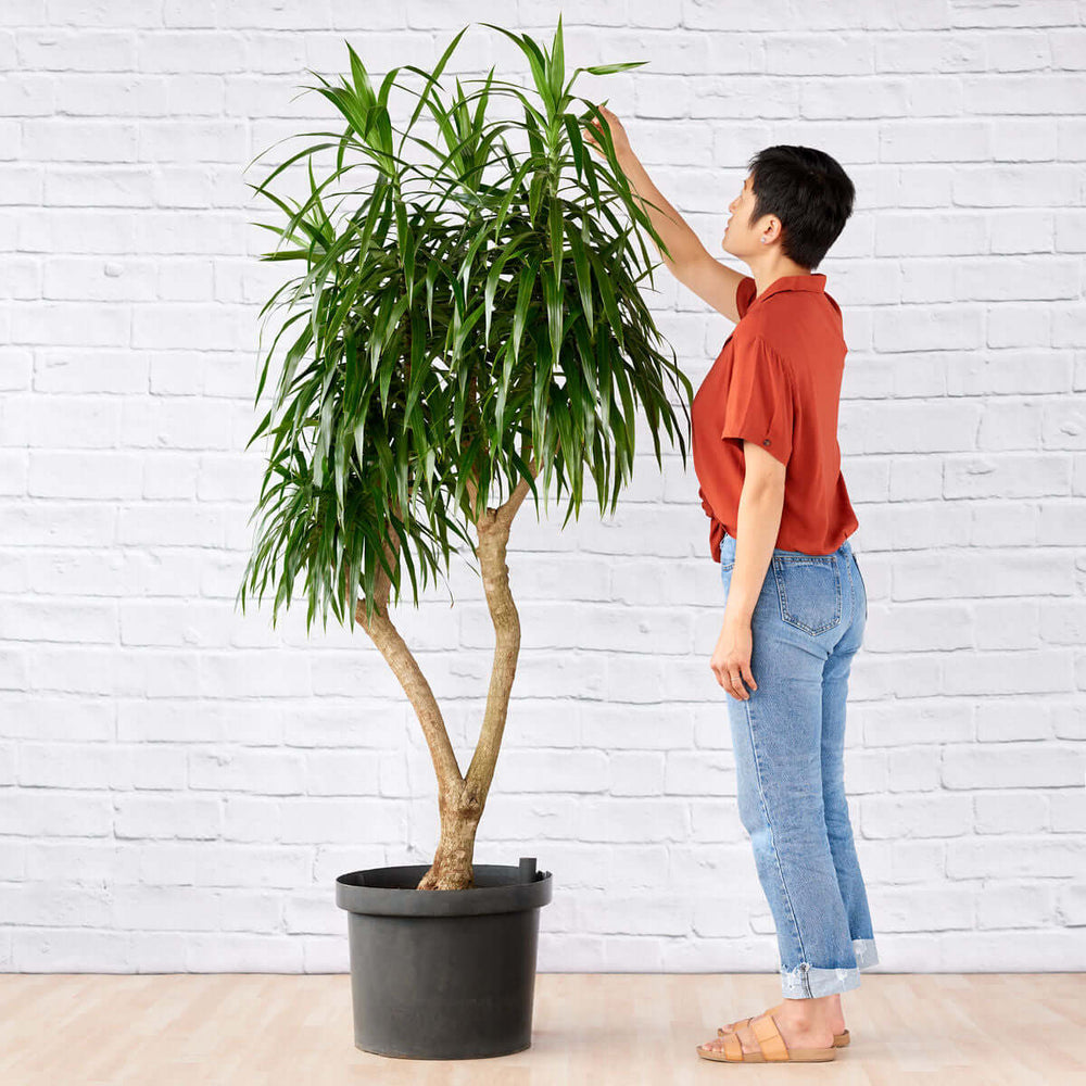 Person tending to a Dragon Tree - Alchemy - Extra Large plant in a pot, showcasing its lush foliage.