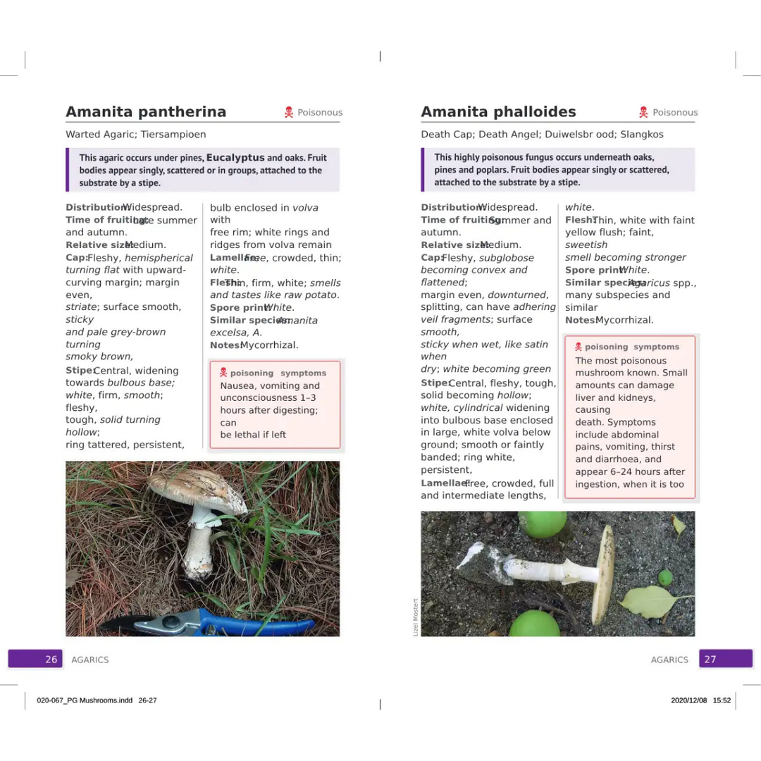 Two pages from a book or guide on mushrooms, featuring images and descriptions of Amanita pantherina and Amanita phalloides.