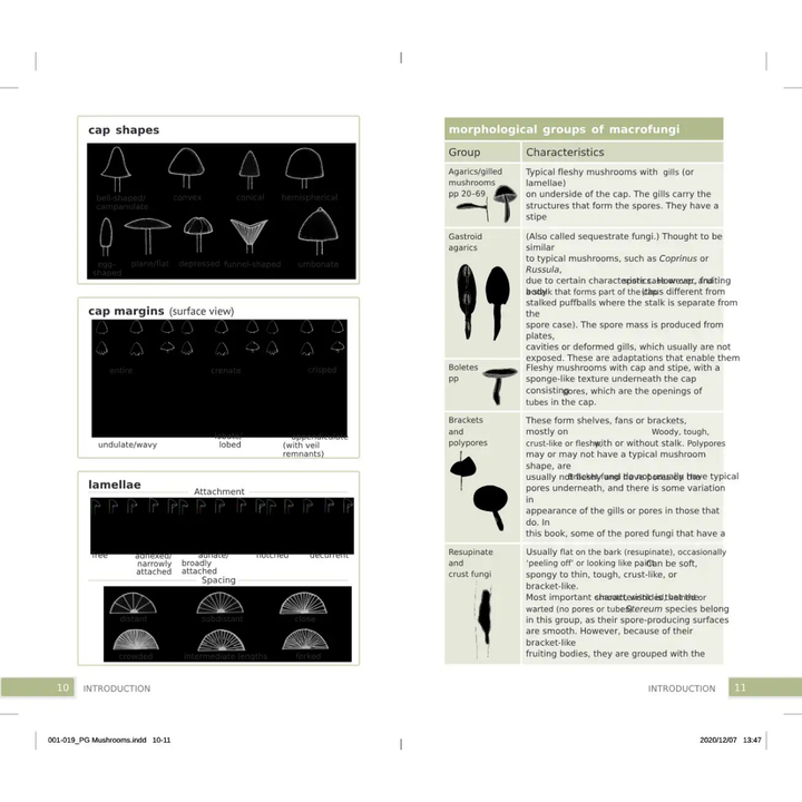 Educational page about mushroom morphology with diagrams and text.