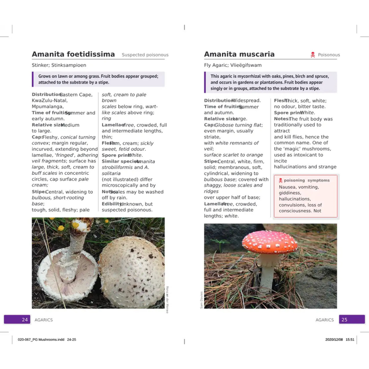 Mushroom identification guide with images and descriptions of Amanita foetidissima and Amanita muscaria.