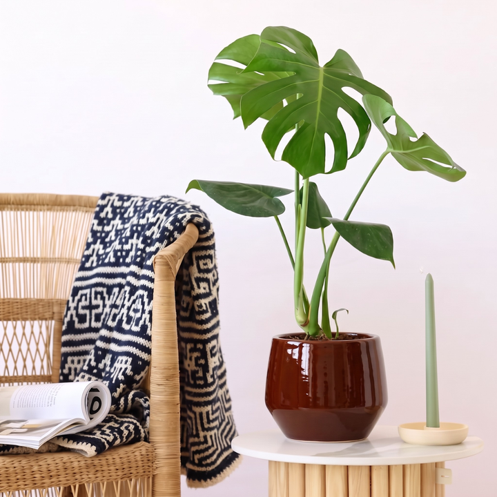 Oxblood red Planter in modern living space with monstera