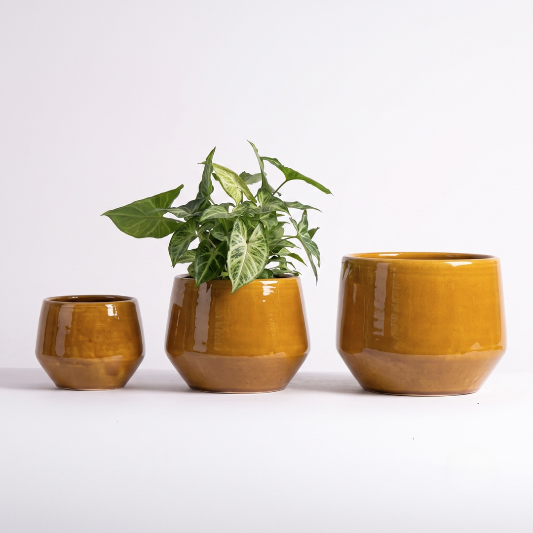 Pogo Planter - brnt mustard trio with syngonium
