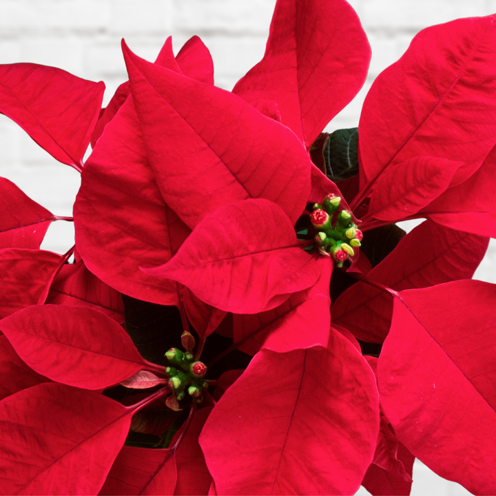 Poinsettia