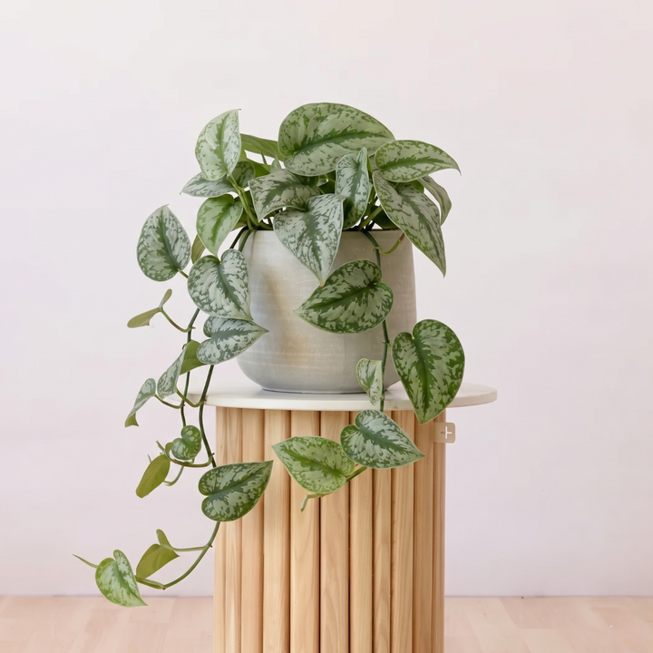 Pothos Silver Splash - Large