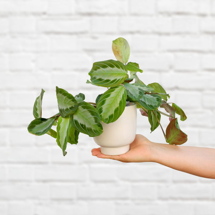 Shing Plinth Planter - White - Shop Online!