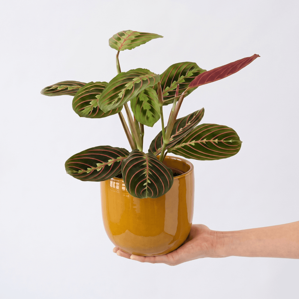 Moon Planter - Burnt Mustard showcasing a stylish plant in a vibrant vintage-colored pot.