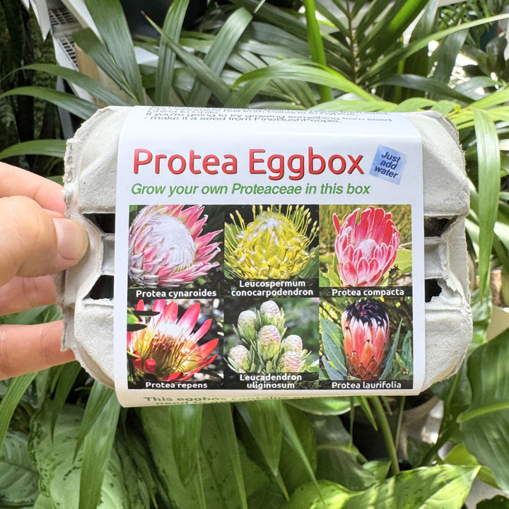 Protea Eggbox packaging held in front of green plants