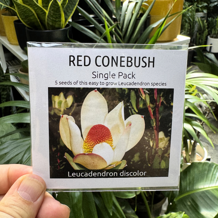 Red Conebush seed packet held in front of a plant display