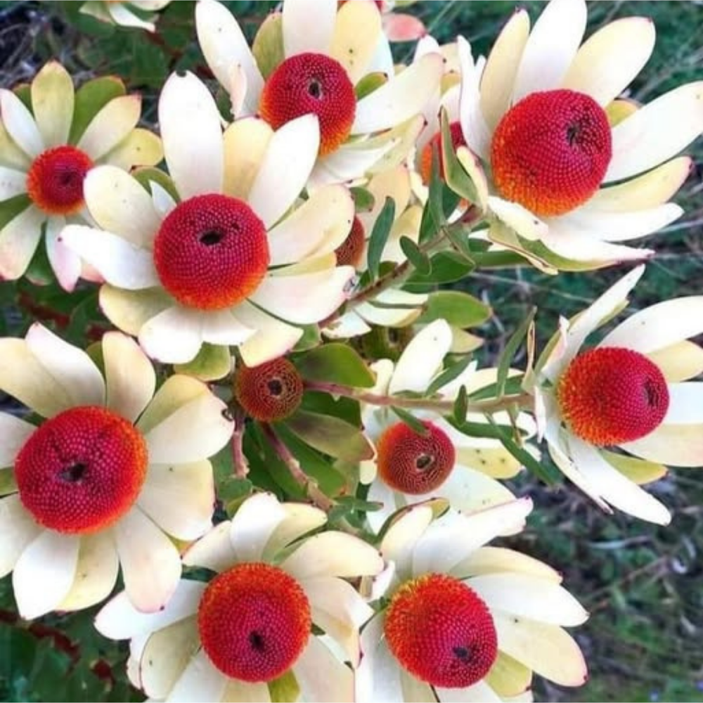 Close up of Leucodendron Discolor in flower