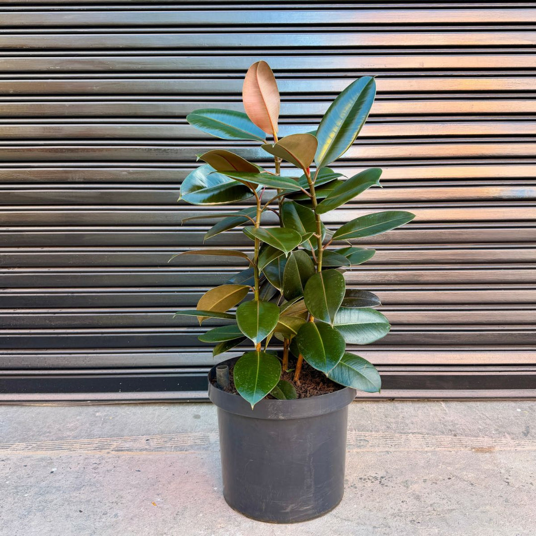 Rubber Tree - Abidjan - Extra Large