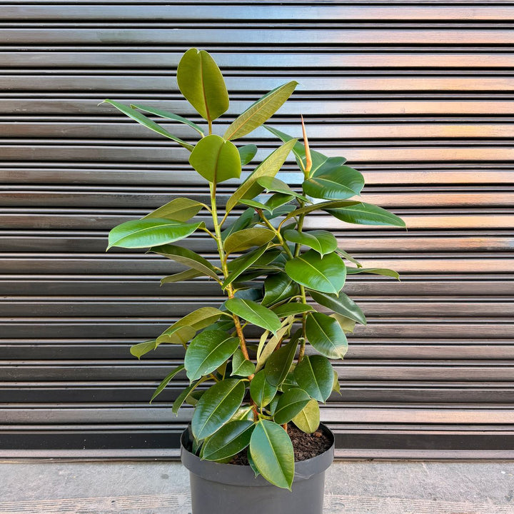 Ficus Elastica Rubber Tree in front of Garage Door