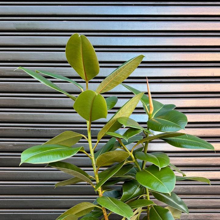 Ficus Elastica Rubber Tree Robusta in front of Garage Door Leaf Detail
