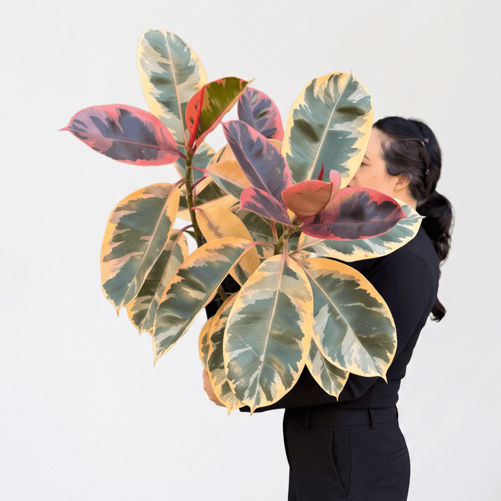 Rubber Tree - Belize - Large with striking variegated leaves held by a person