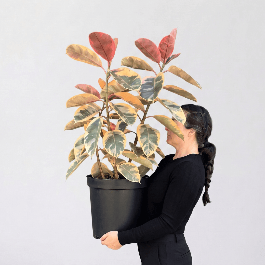 Rubber Tree - Belize - Large in a pot, showcasing vibrant red, green, cream, and beige variegated leaves.