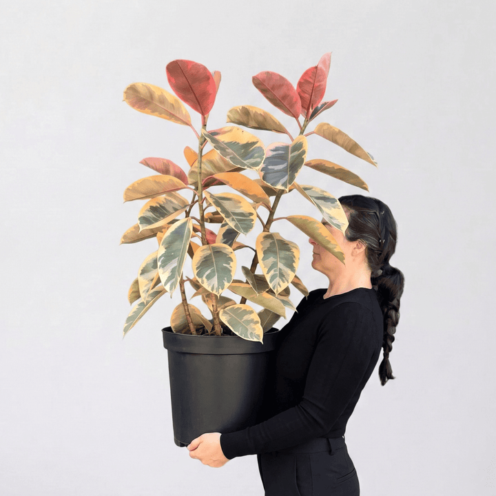 Rubber Tree - Belize - Large in a pot, showcasing vibrant red, green, cream, and beige variegated leaves.