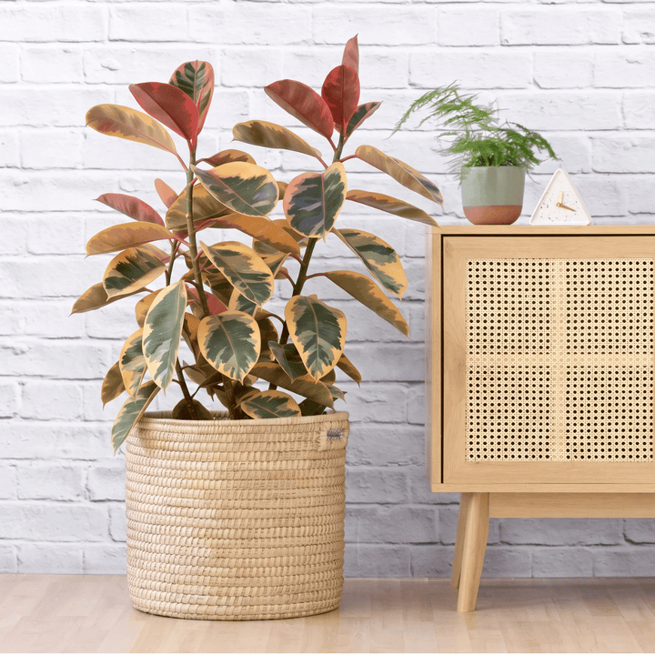 Rubber Tree - Belize - Large in a woven basket with colorful leaves, brightening the indoor space.