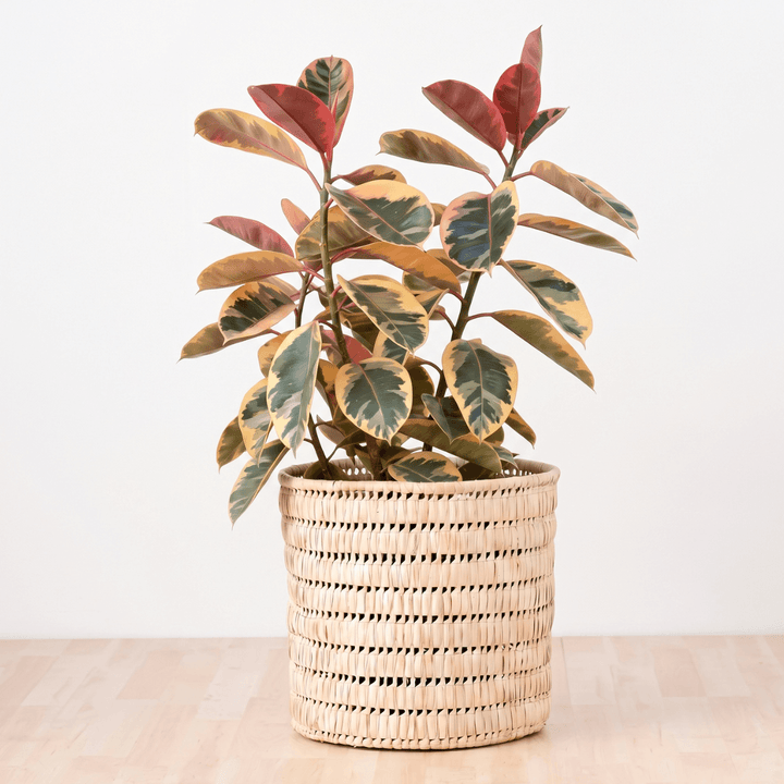 Rubber Tree - Belize - Large with vibrant variegated leaves in a woven pot, providing an eye-catching indoor plant.