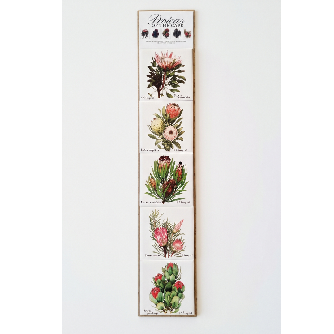 Protea Magnets - Set of 5