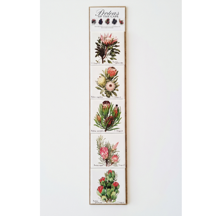 Protea Magnets - Set of 5