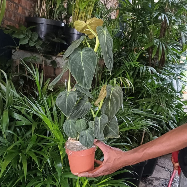 Philodendron Melanochrysum