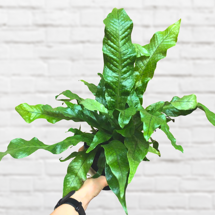 Crocodile Fern