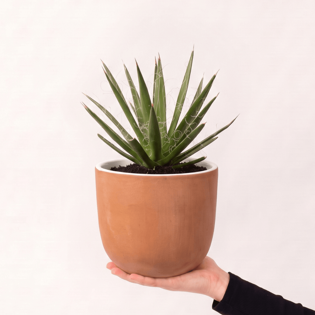 Thread Agave in a 16cm Terracotta Moon Planter, showcasing its unique threaded foliage and symmetrical shape.