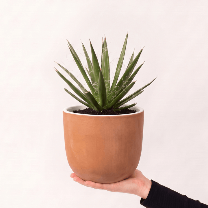 Thread Agave in a 16cm Terracotta Moon Planter, showcasing its unique threaded foliage and symmetrical shape.