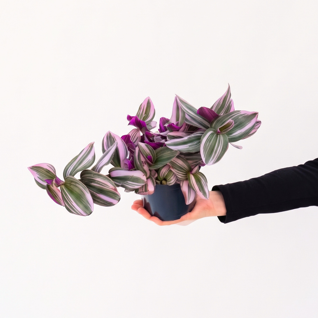 Hand holding a Tradescantia Bubblegum plant in a 14cm nursery pot, showcasing its stunning pink and green foliage.