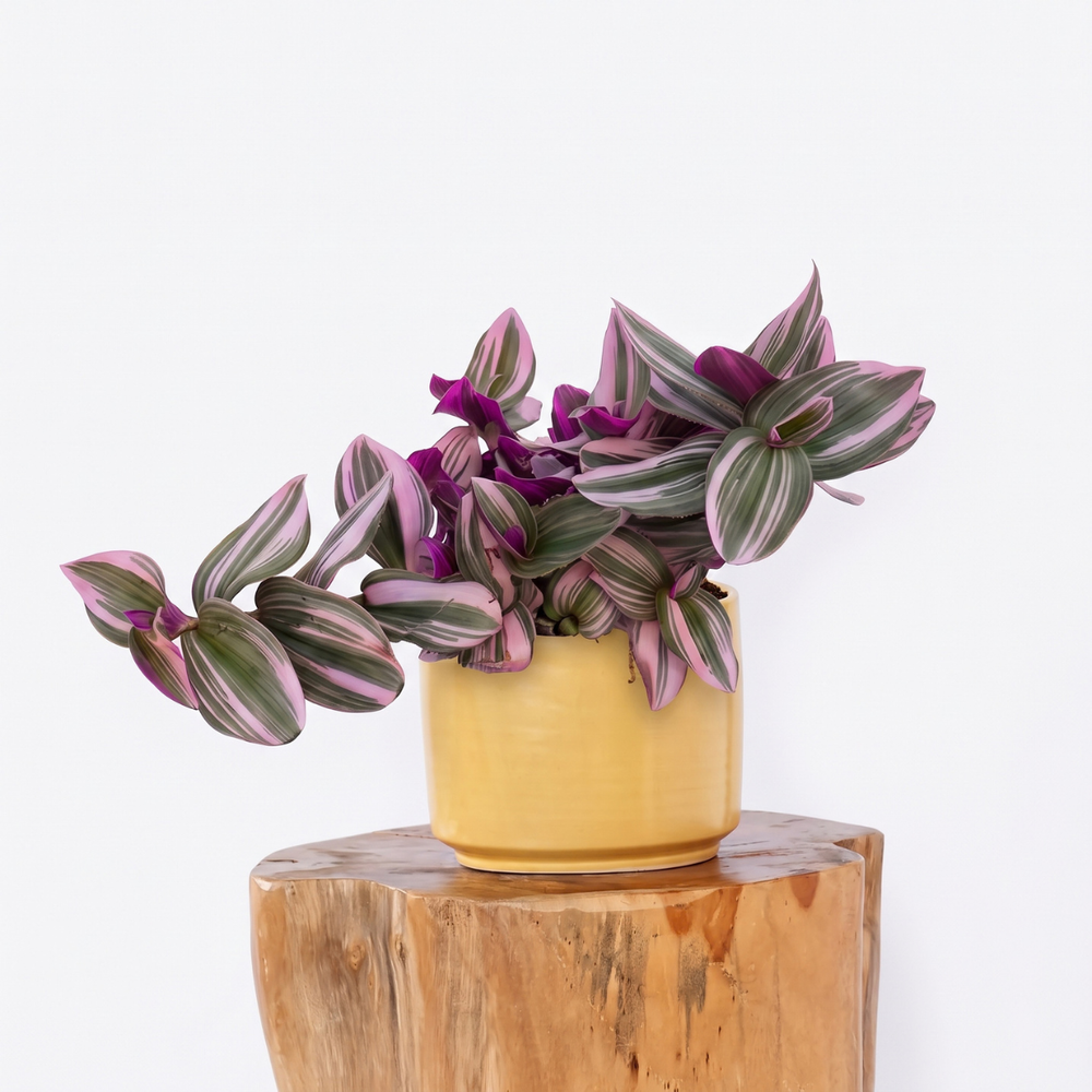 Tradescantia Bubblegum plant in mustard Migo planter showcasing vibrant pink and green striped foliage.