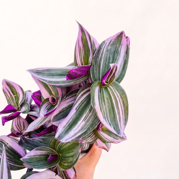 Tradescantia Bubblegum with vibrant pink and green striped leaves, ideal for hanging displays.