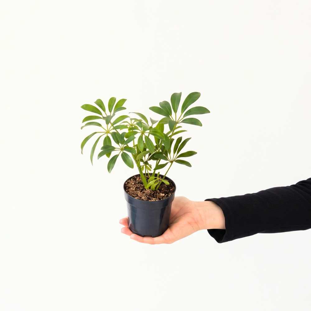 Umbrella Plant - Mini in a hand, showcasing its gorgeous fanning foliage and easy-care qualities.