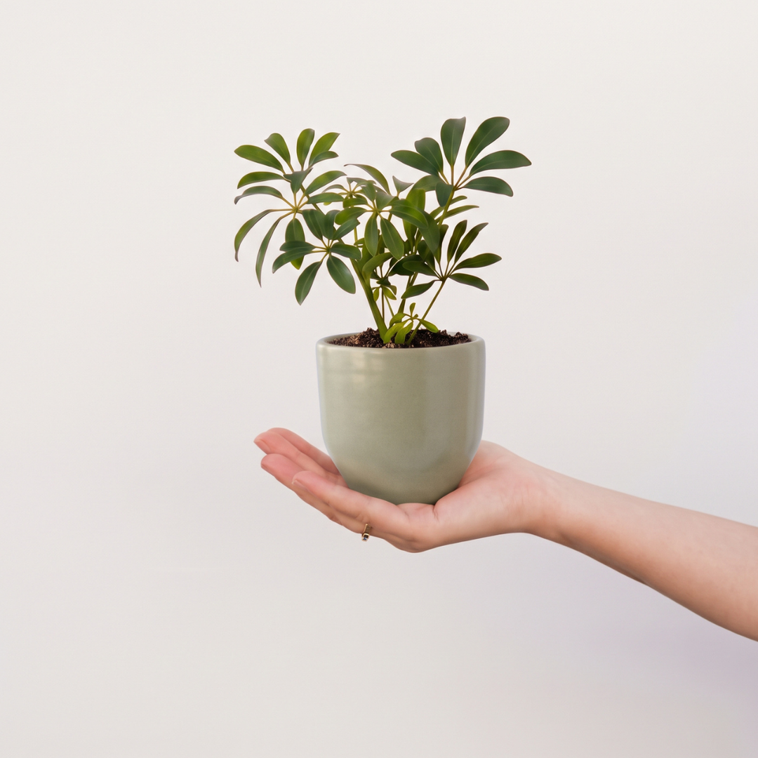 Umbrella Plant - Mini in a green pot held in a hand showcasing its beautiful fanning foliage.