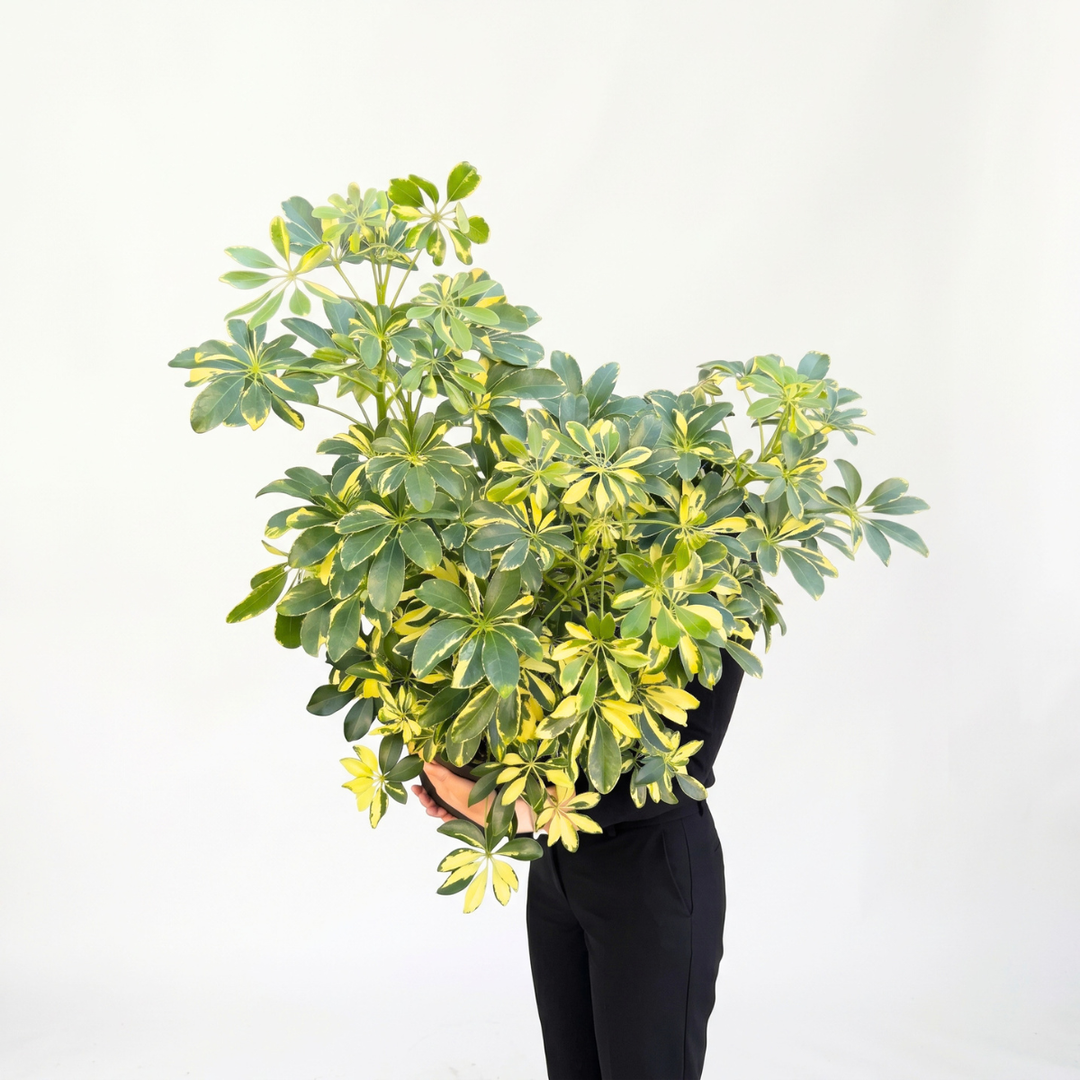 Umbrella Plant - Large displayed with vibrant fanning foliage in person, perfect for indoor decor.