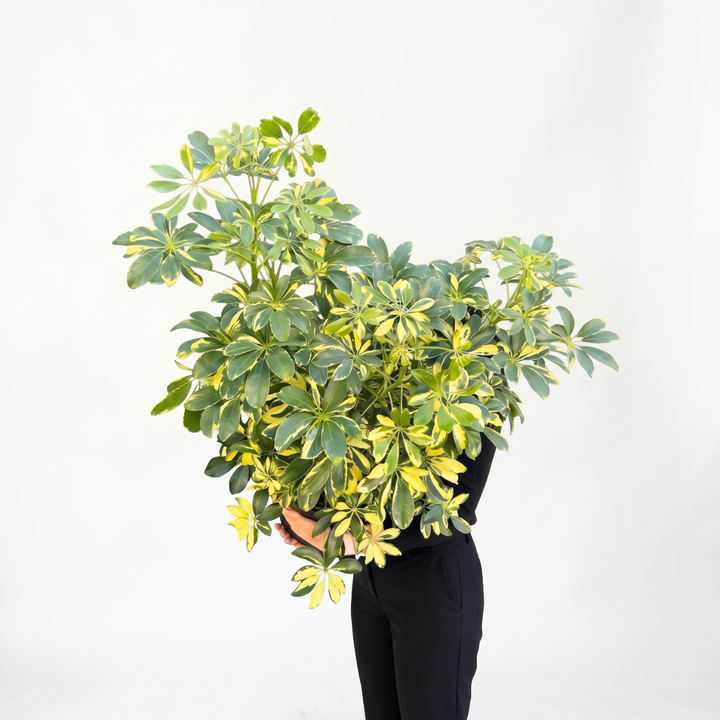 Umbrella Plant - Large displayed with vibrant fanning foliage in person, perfect for indoor decor.
