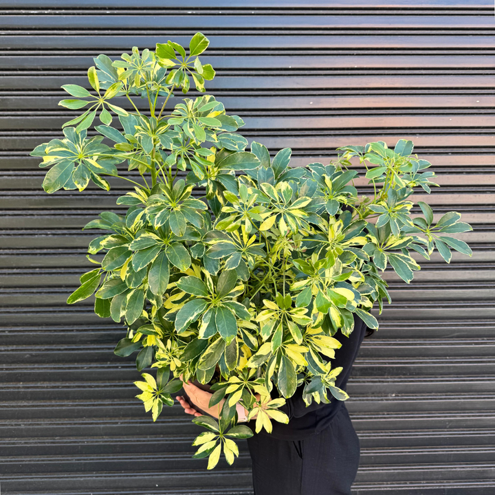 Umbrella Plant - Large in a 30cm nursery pot with vibrant fanning foliage against a black background.