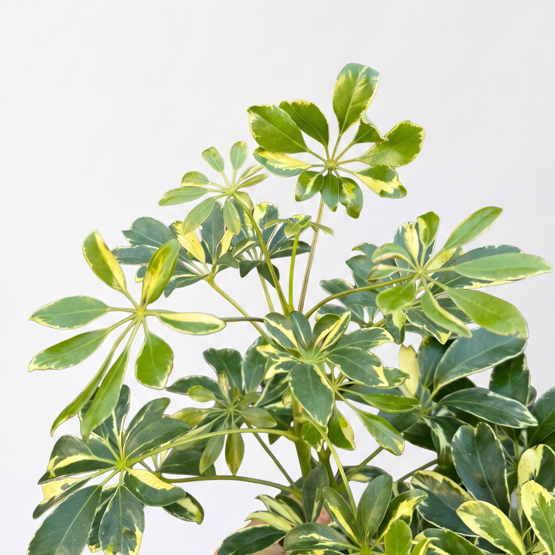 Umbrella Plant - Large showcasing vibrant fanning foliage against a neutral background.