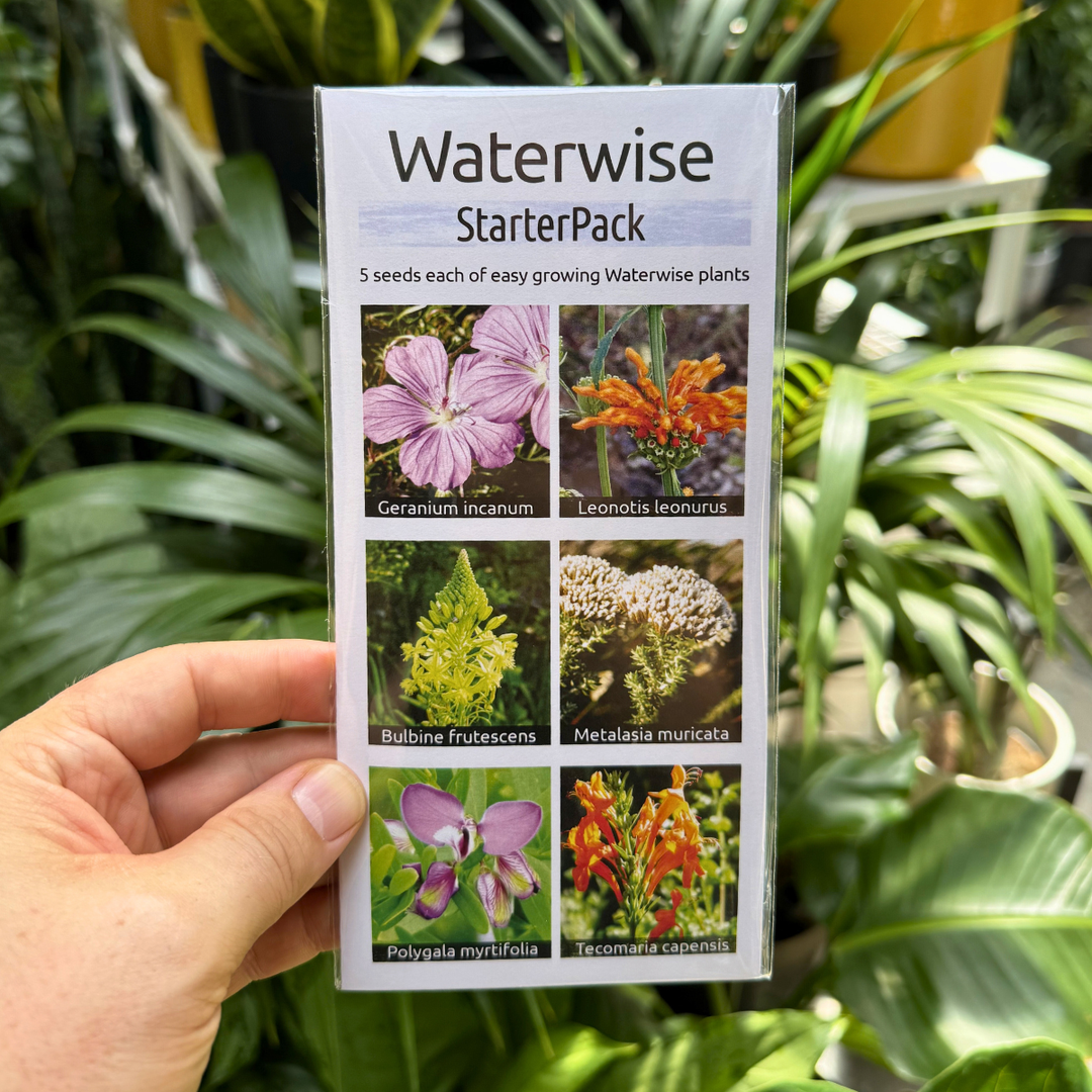 Waterwise seed starter pack hep up against foliage
