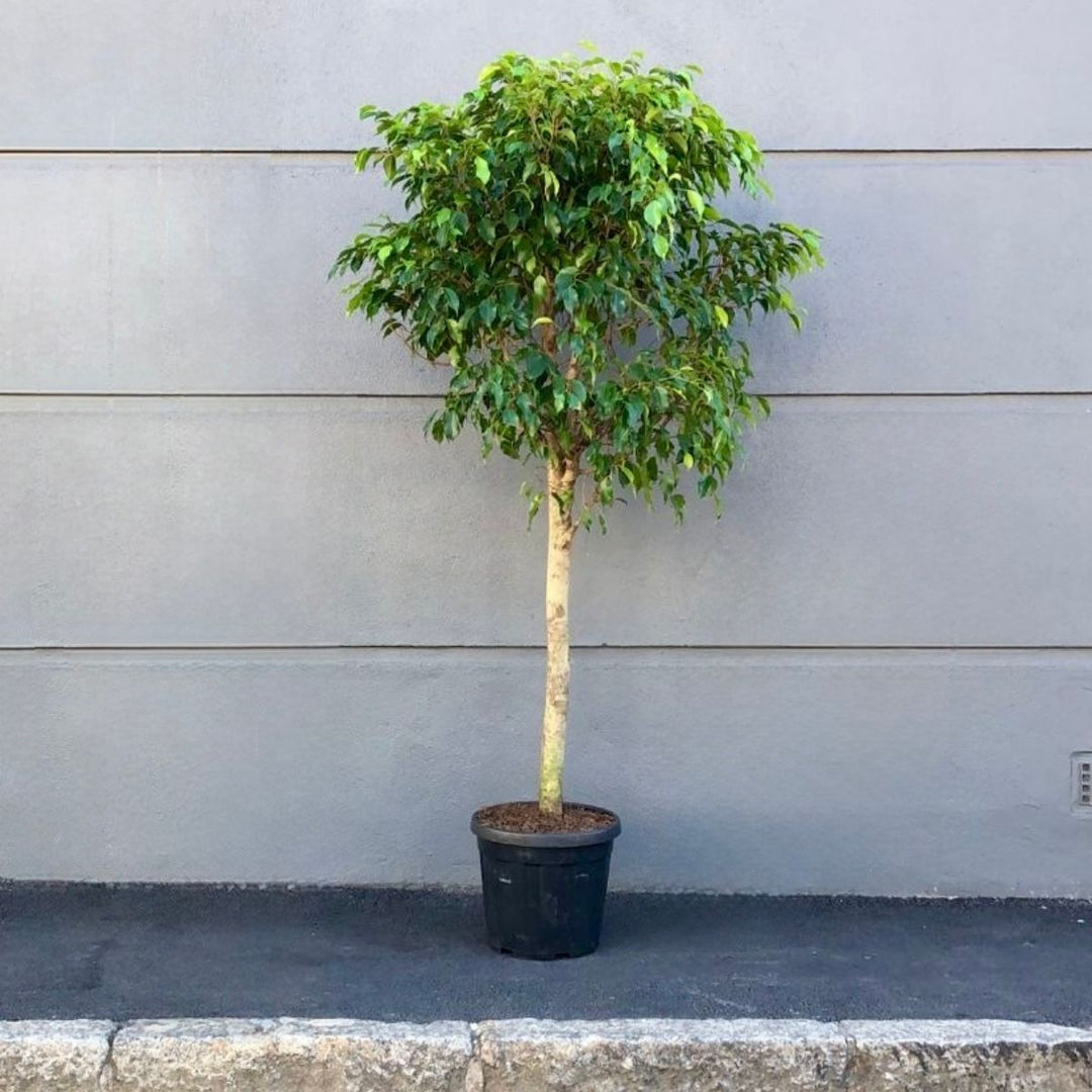 Weeping Fig - Extra Large Lollipop