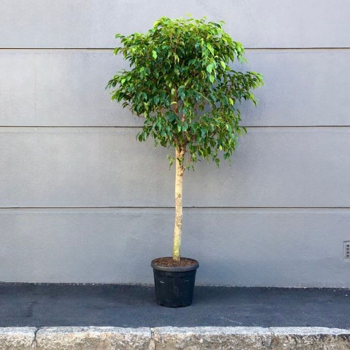 Weeping Fig - Extra Large Lollipop